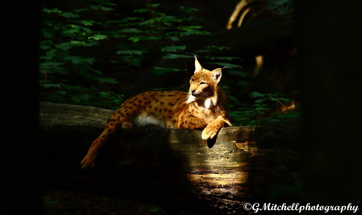 luchs
