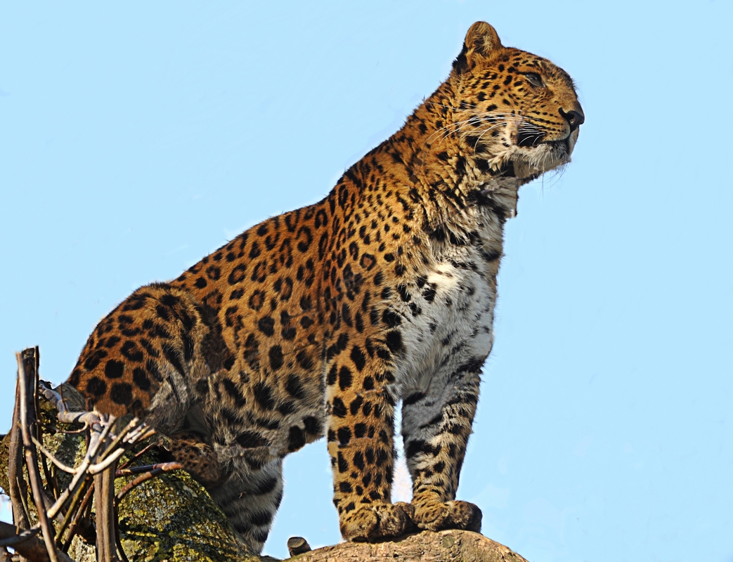 Chinesischer Leopard