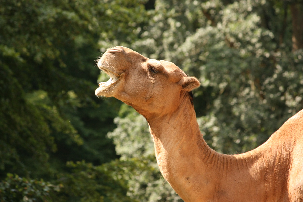 Kamel