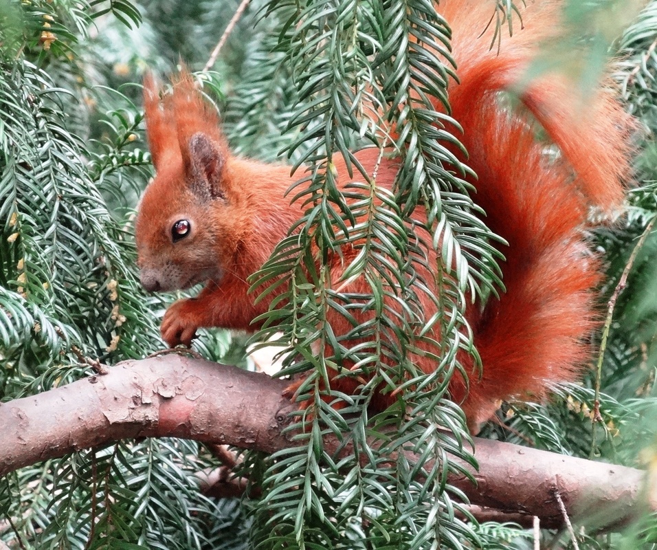 Sweet red friend