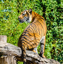 Tiger 2