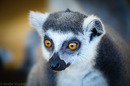 Fotos_Zoolandschaften