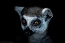 Fotos_Zoolandschaften