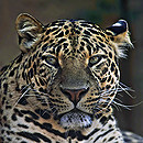 Jaguar durch die nicht sehr reine Glasscheibe