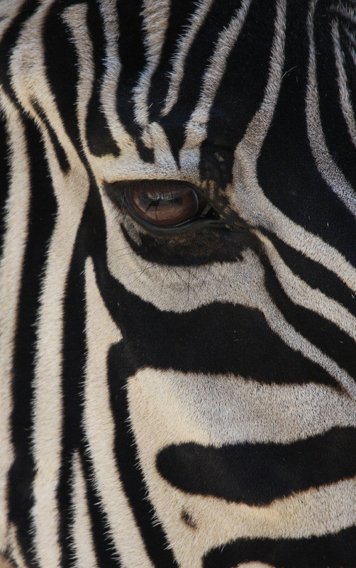 Im Auge des Zebras