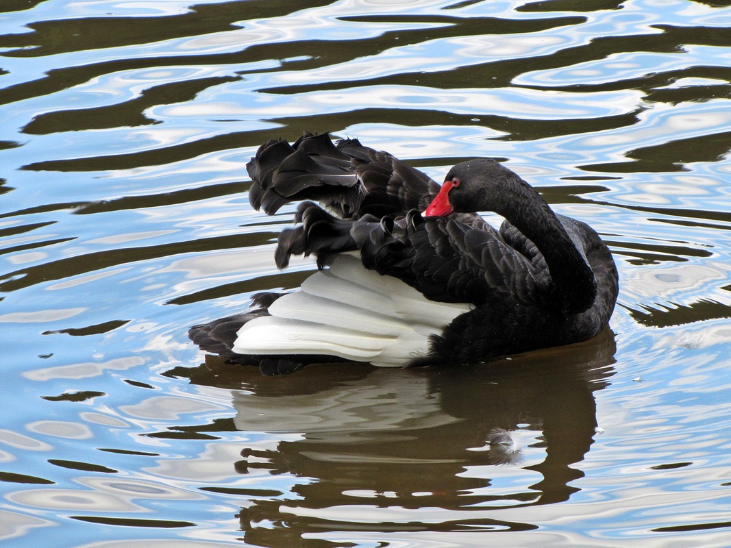Schwarzer Schwan