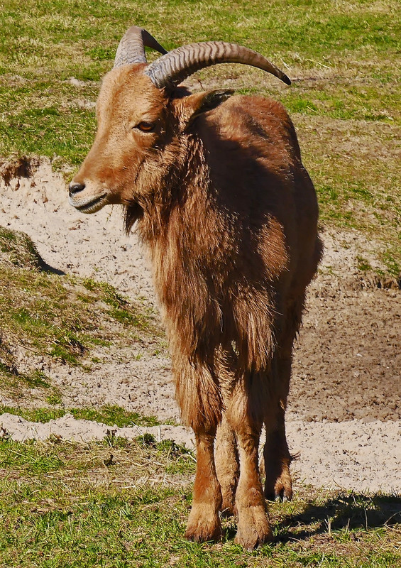 ein stolzer Bock