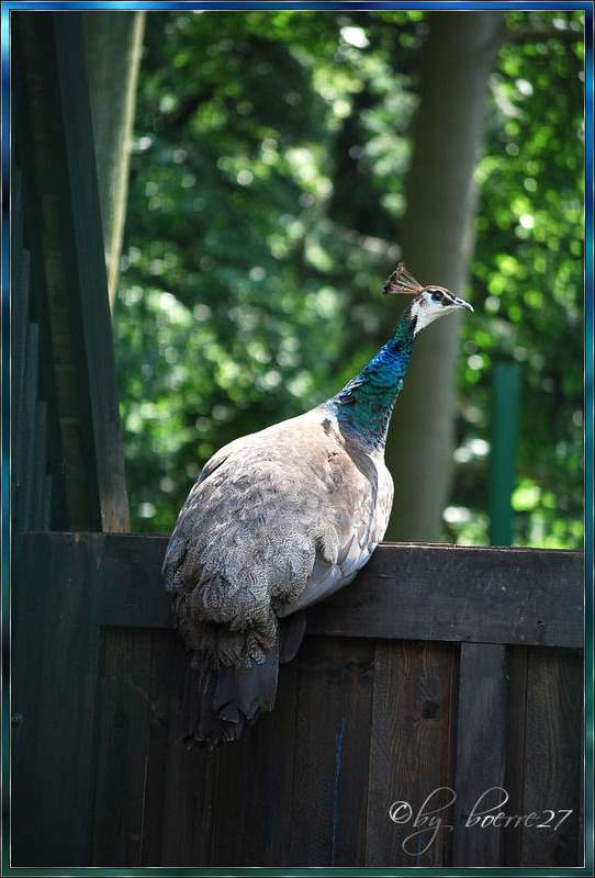 Und diese Frau Pfau...........