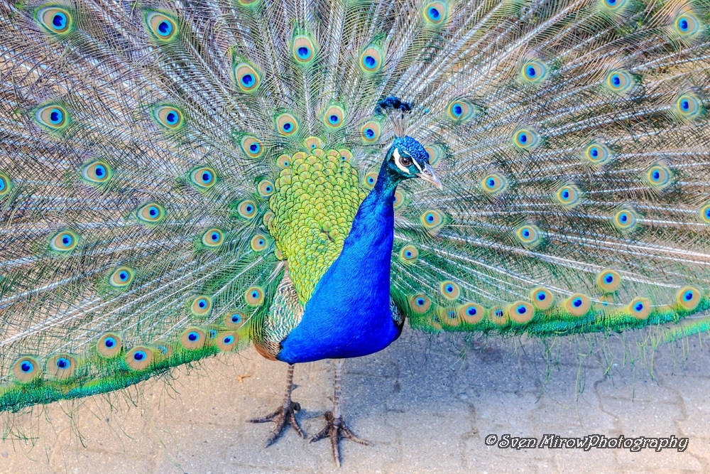 Pfau
