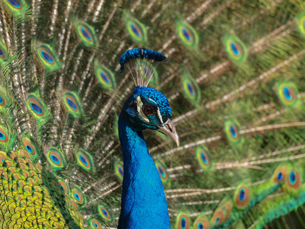 Pfau
