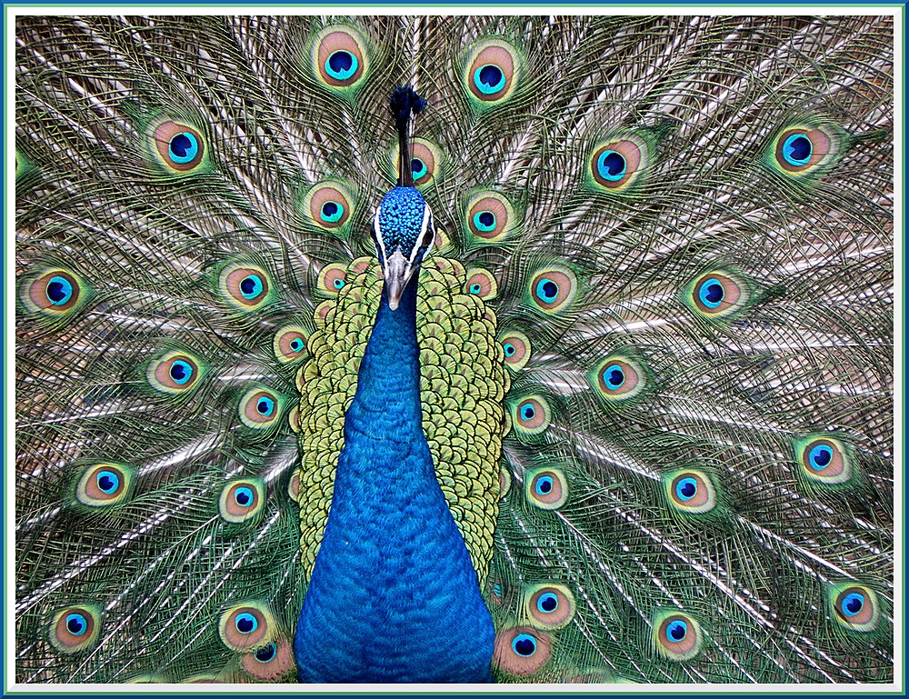 pfau