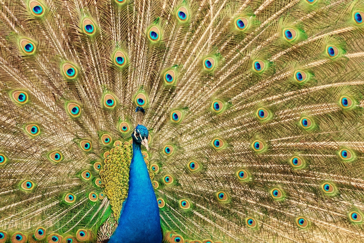 Pfau ( Pavo cristatus )