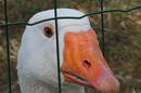 Fotos_Enten, Gänse, Schwäne, Möwen