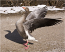 Fotos_Enten, Gänse, Schwäne, Möwen