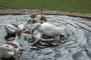 Aufruhr im Gänseteich !