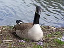 Fotos_Enten, Gänse, Schwäne, Möwen