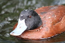 Fotos_Enten, Gänse, Schwäne, Möwen