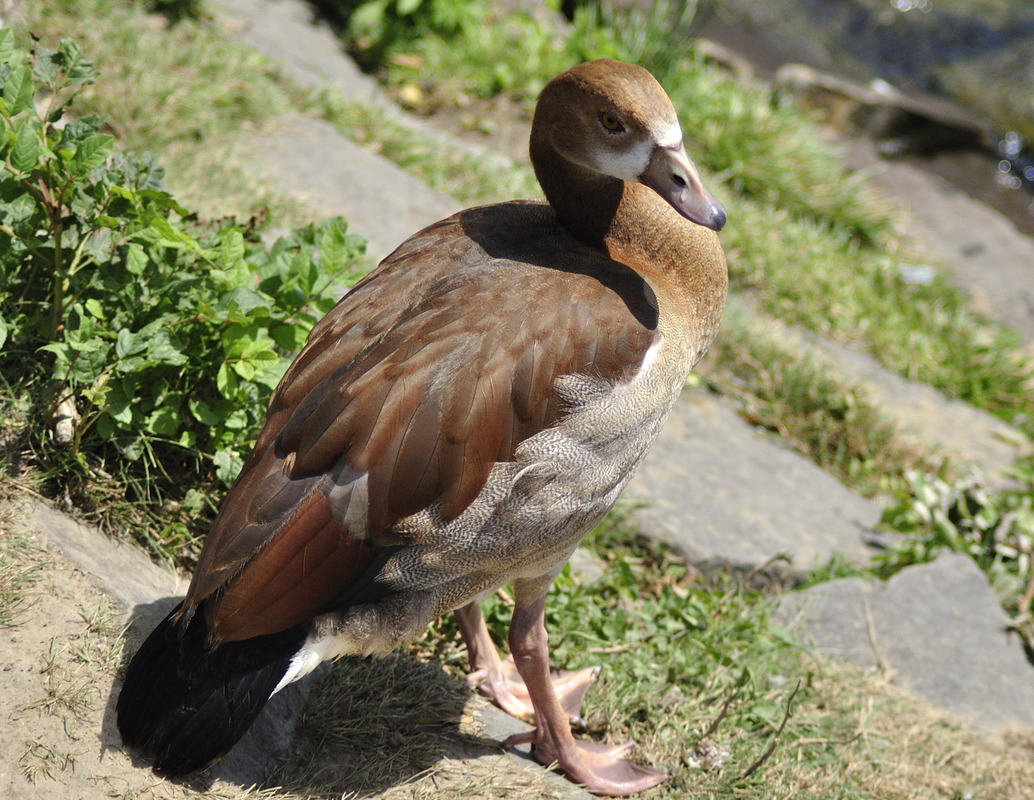 Ente