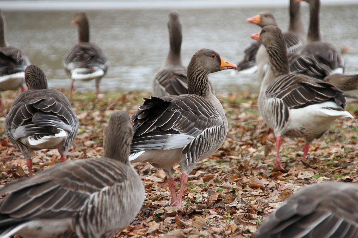 Sonntagsausflug im Nyhpenburger Schlosspark
