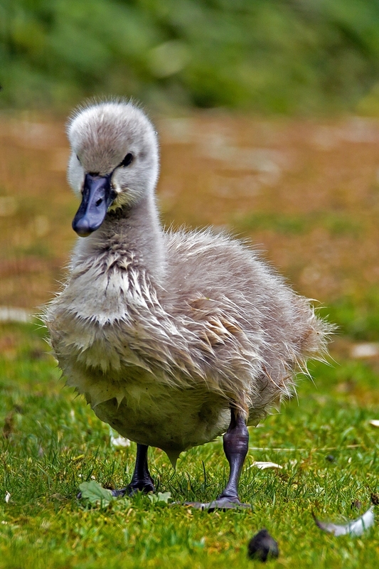 junger schwarzer Schwan