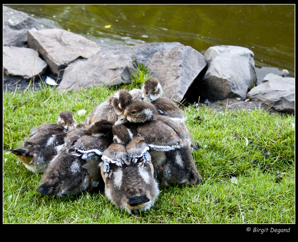 * Aneinanderkuscheln der Entenbabies *