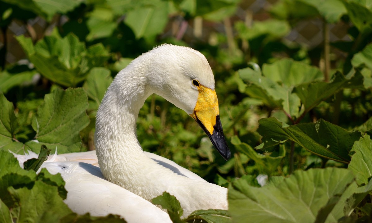 Singschwan...........