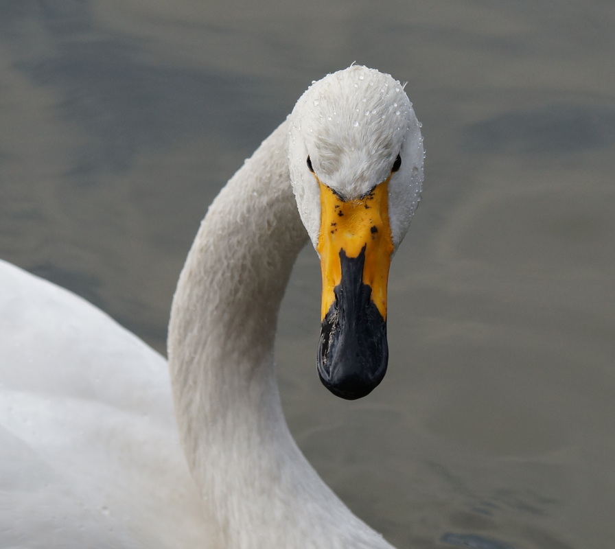 der Kopf des Schwanes