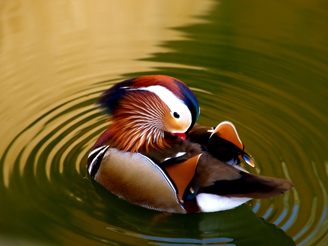 Mandarin Ente