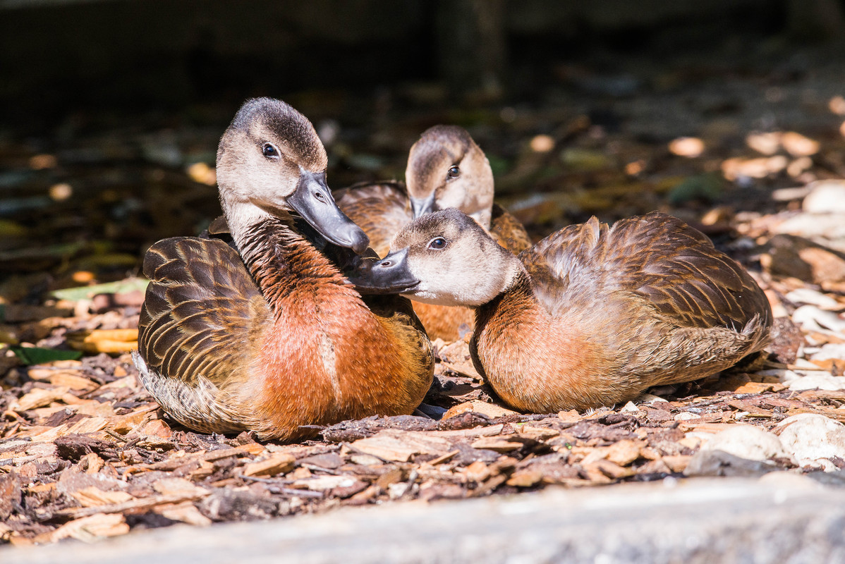 nur ein paar Enten
