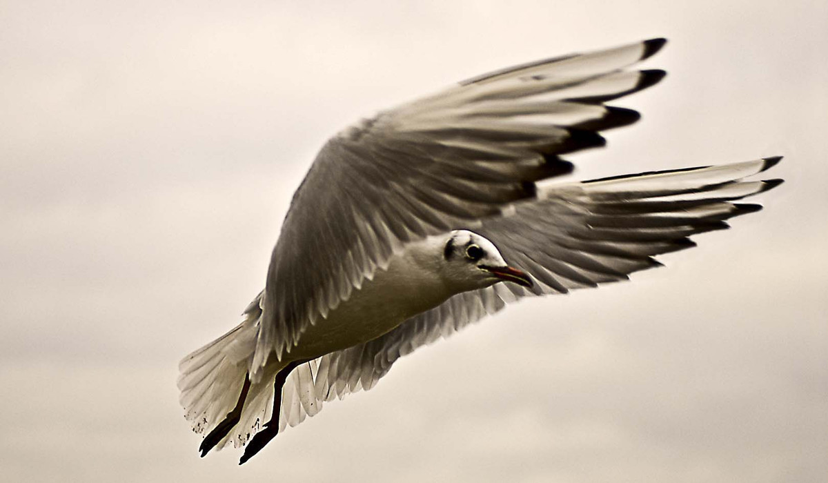 ..fliege kleine Möwe nach..