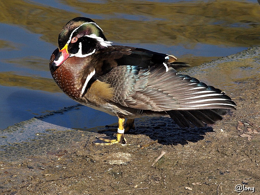 Mandarin - Ente