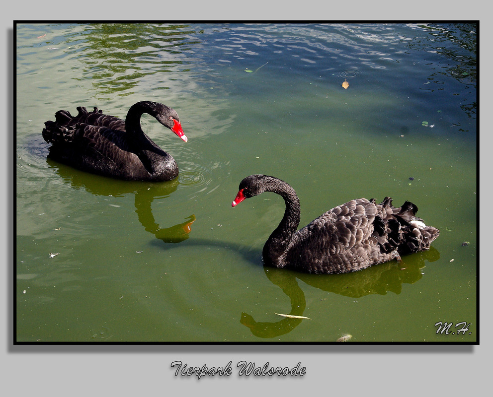 Vogelpark Walsrode 2