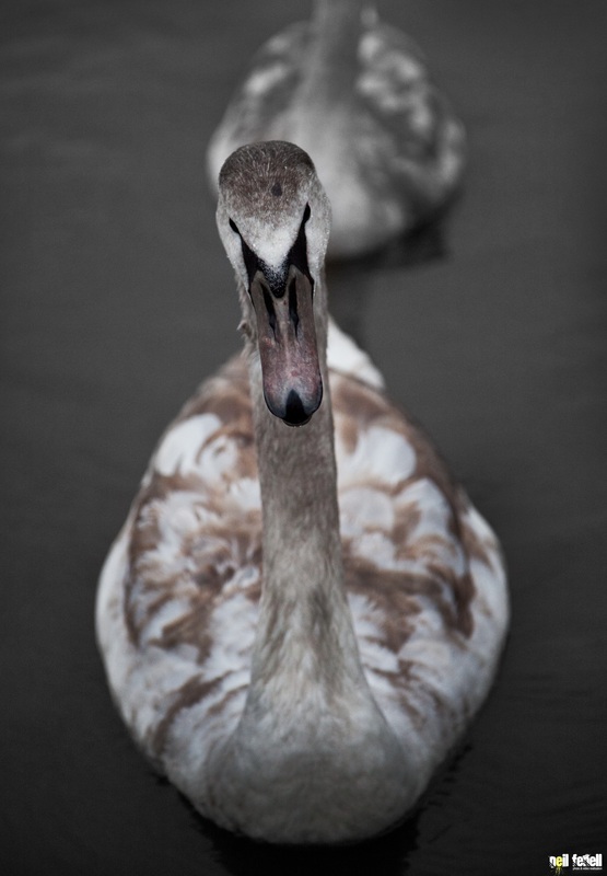 swan