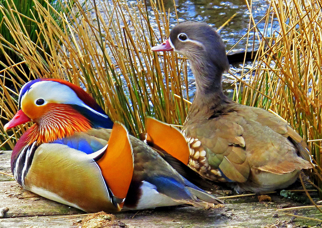 Mandarinentenpärchen