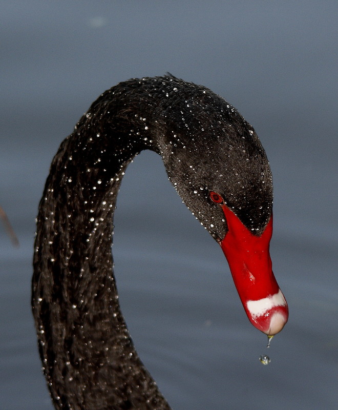 Trauerschwan