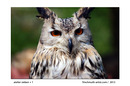 Fotos_Eulen & Kauze