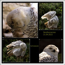 Eine Collage von den Schneeeulen 1