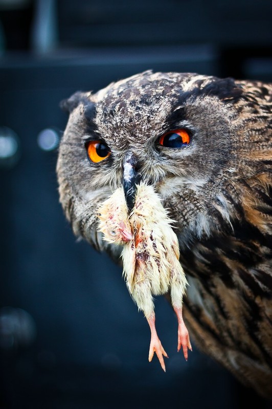 nervous owl