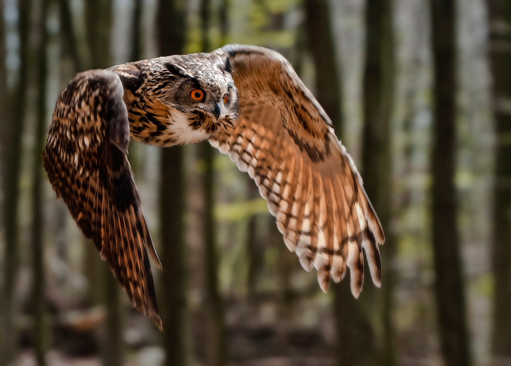 Anflug