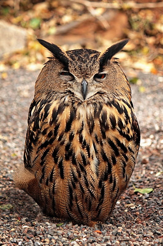 Uhu (Bubo bubo)