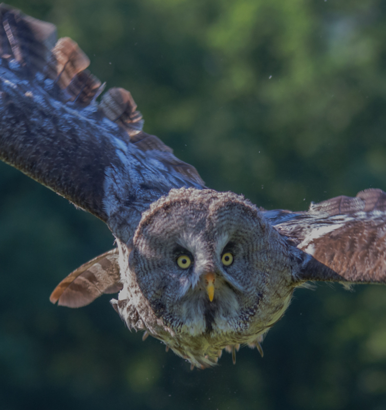 Eulenflug1