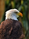Greifvogel