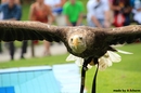 Adler im Landeanflug