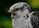 Fotos_Greifvögel