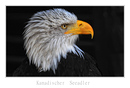 Weisskopfseeadler