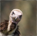 Fotos_Greifvögel