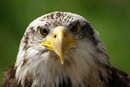 ADLER