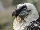 Fotos_Greifvögel