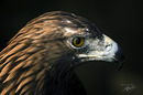 Steinadler