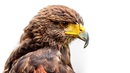 Bussard